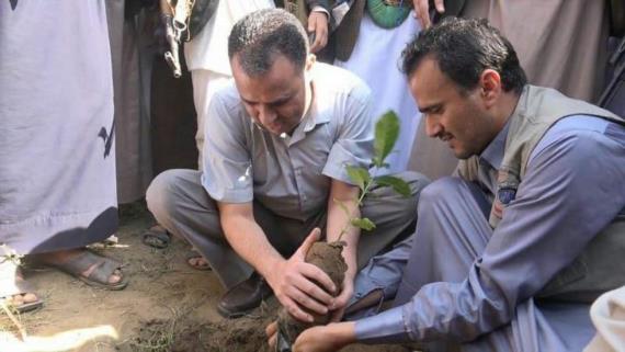 محافظ حجة يدشن غرس 85 ألف شتلة بن
