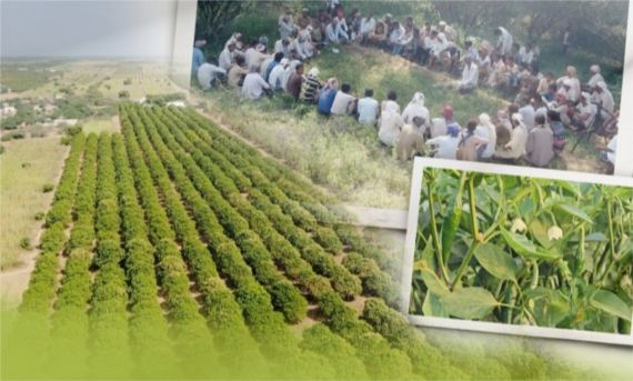 أمين عام الاتحاد الزراعي : المجاميع الإنتاجية حجر الزاوية في معركة السيادة الغذائية