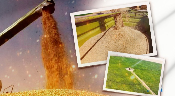 كسر حصار الغذاء: القمح والذرة الشامية يحققان قفزات نوعية نحو الاكتفاء الذاتي