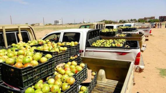 صعدة تدشن العام الهجري الجديد بتسيير قافلة غذائية للمرابطين في الجبهات
