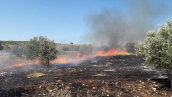 مستوطنون يحرقون شجر الزيتون غرب سلفيت بالضفة الغربية 