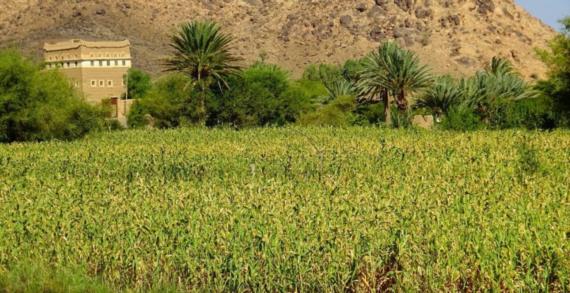 الاقتصاد المقاوم.. استراتيجياتٌ متكاملة في مواجهة العدوان والحصار الأمريكي السعوديّ والحرب الاقتصادية