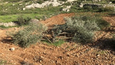 مستوطنون صهاينة يقطعون أكثر من 40 شجرة زيتون شرق سلفيت