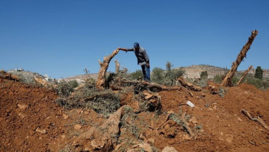 جرافات العدو تقتلع 40 شجرة زيتون معمرة غرب جنين
