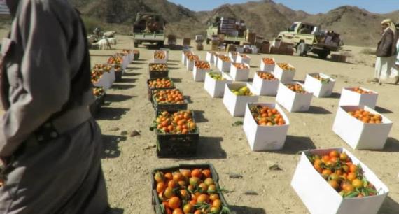أبناء المحجزة بصرواح مأرب يدعمون المرابطين في الجبهات بقافلة غذائية