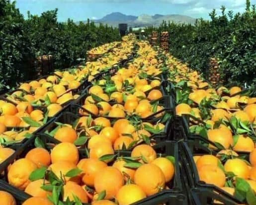 حظر استيراد البرتقال الخارجي.. تشجيع المنتج المحلي والوصول إلى الاكتفاء الذاتي