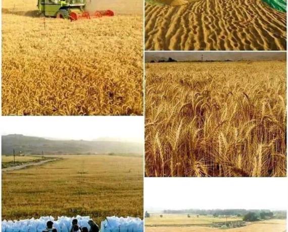 الجوف تخرج خيراتها من القمح.. نحو الاكتفاء الذاتي